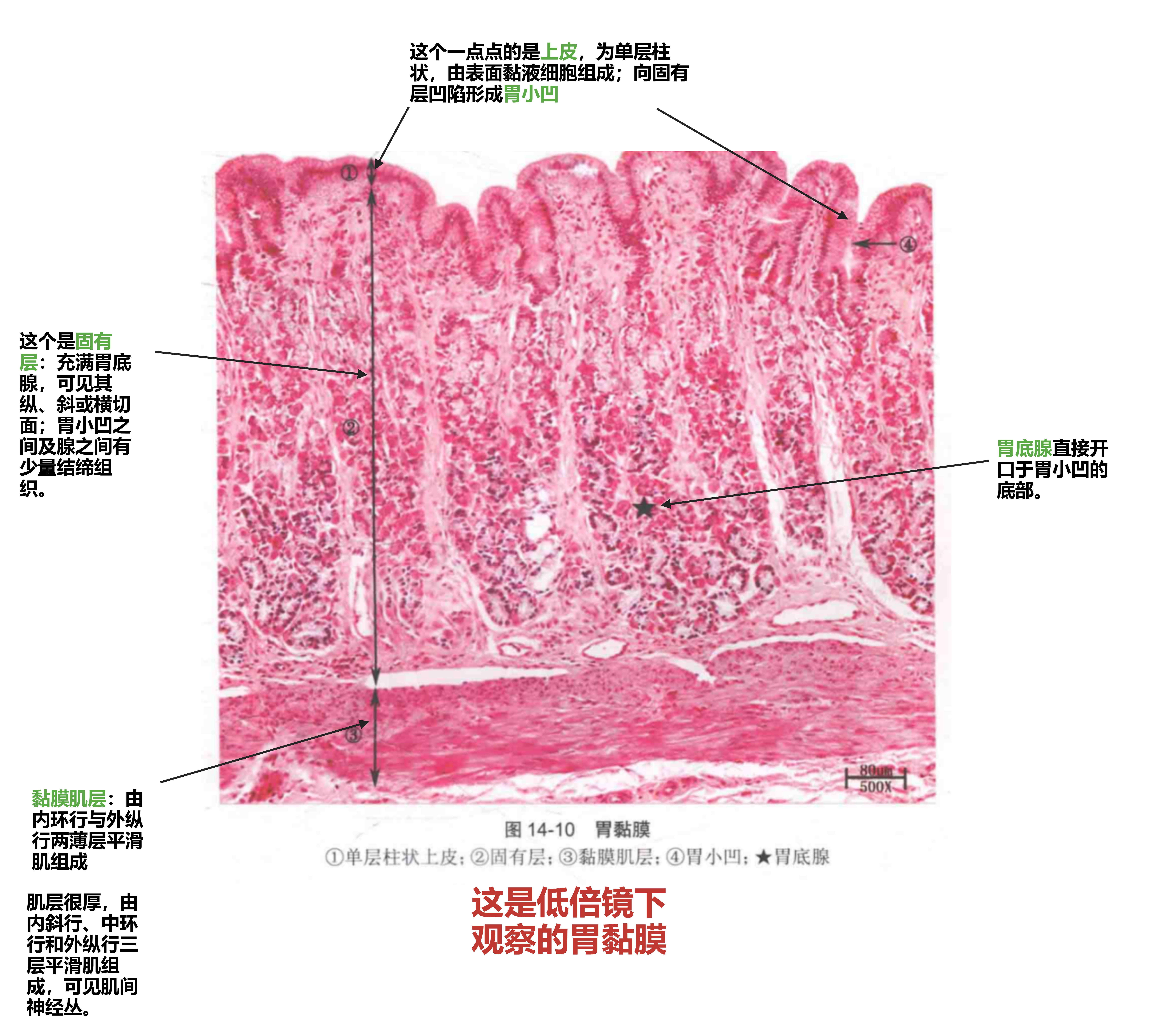 低倍镜观察胃黏膜.png