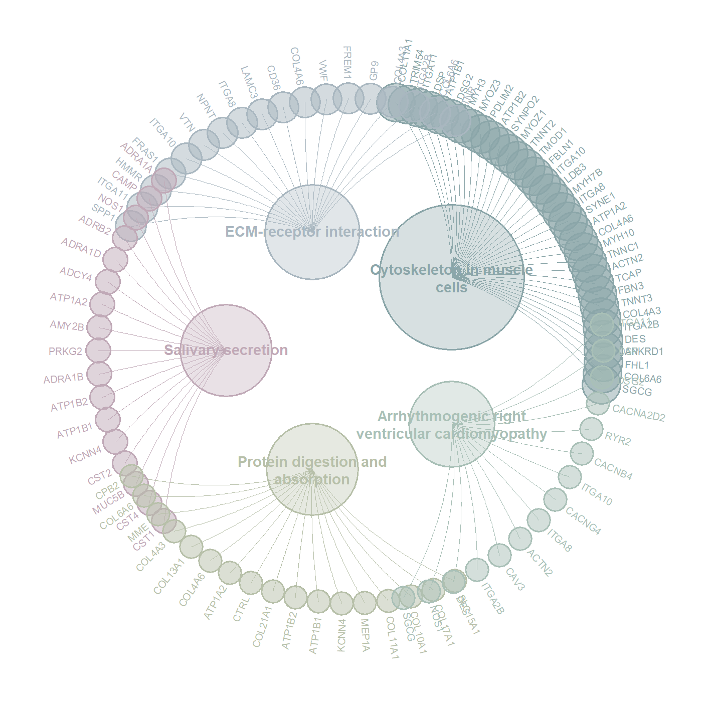 kegg_circular_plot.png